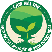 Hợp tác xã sản xuất xoài Cam Hải Tây